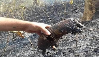 Imágenes de la devastación y las acciones del personal que intentan sofocar el fuego.