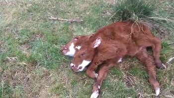 El animal nació en un