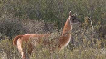 El guanaco, es uno de