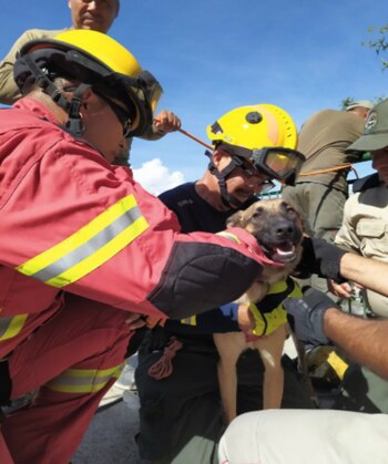 Gracias a alumnos del CUAAD,