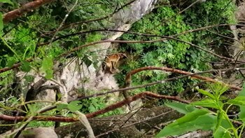 El can recibirá atención profesional