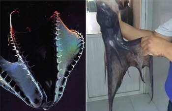 Comenzaron a llamar pulpo vampiro