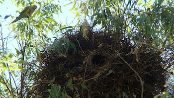 Nido comunitario de la myiopsitta