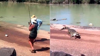 Los cocodrilos macho de agua