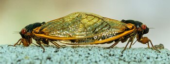 Las cigarras se aparean con