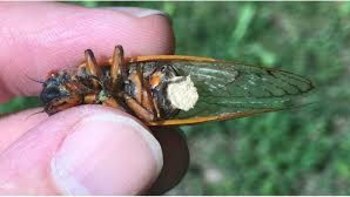 Los conidios blancos de Massospora