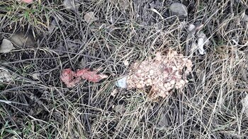 Esta es la carne envenenada