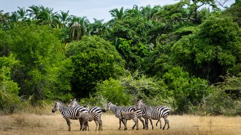 El año pasado, Ruanda fue nombrada un nuevo destino de lujo africano por Luxury Travel Mag. El destino tiene que ver con la naturaleza y la vida silvestre, y es hogar de tres parques nacionales: Akagera, Nyungwe y el Parque Nacional de los Volcanes