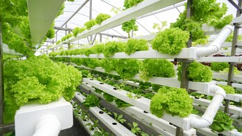 una producción en fincas verticales