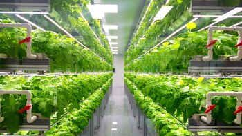 La fincas verticales podrían ser