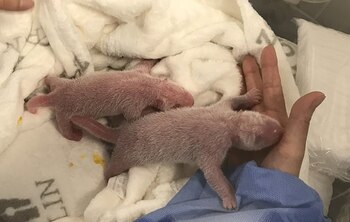 Los cachorros nacieron con una