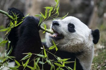 Bao Bao, el panda gigante