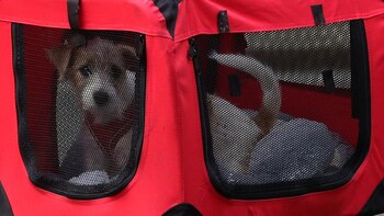 El nuevo cachorro de Downing