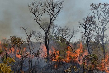 Incendios en el Amazonas (REUTERS/Lucas