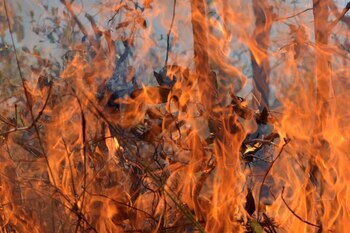 El gobierno de Bolsonaro fue duramente criticado por sus políticas ambientalistas tras los incendios en el Amazonas (REUTERS/Lucas Landau)