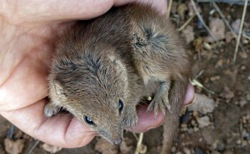 Un investigador de la Universidad
