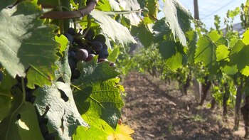 Se estima que hay aproximadamente