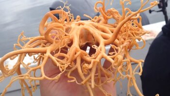 Se trata de una rara