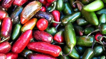 El chile se cultiva hace