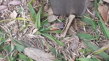 Uno de los casquillos que