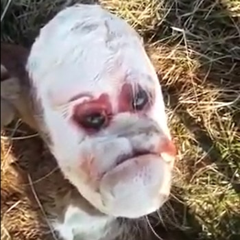 El caso del ternero con rostro humano conmocionó a los pobladores de la ciudad de Villa Ana, Santa Fe