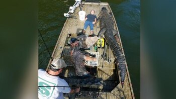 El equipo pasó seis horas rastreando a la bestia antes de finalmente enganchar el animal, dispararle y transportarlo a bordo del bote (Foto: Lethal Guide Service)