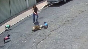 El encuentro de dos perros desató la personalidad agresiva del sujeto(Foto: Facebook)