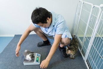 Chen Benchi, jefe del equipo de experimentos médicos de Sinogene, pesando a Garlic. El gatito permanecerá en el laboratorio durante otro mes antes de irse a casa con Huang Yu (Yan Cong para The New York Times)