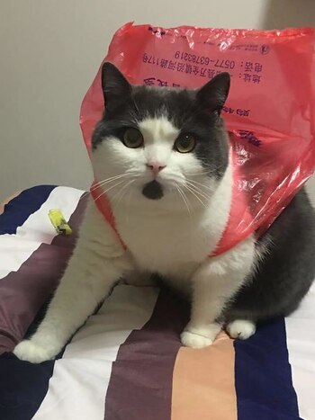 Garlic, el gato fallecido de Huang Huang Yu