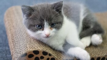 Garlic, nacido el 21 de julio, es el primer gato clonado por Sinogene, una compañía de clonación de mascotas en Pekín (Yan Cong para The New York Times)