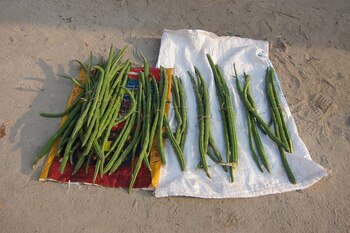 Las vainas de moringa se