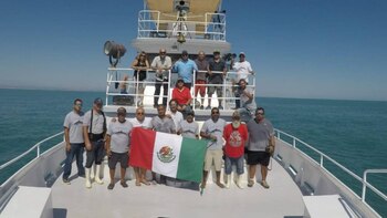 En el alto golfo de California se realizó el hallazgo de más ejemplares de vaquita marina (Foto: Museo de la ballena)