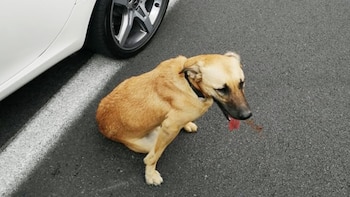 El perro fue localizado en la carretera México-Toluca (Foto: SSPC)