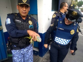 La iguana fue puesta en libertad tras una revisión médica (Foto: SSPC)