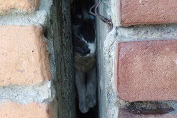 El felino se quedó atrapado en el inmueble de un vecino (Foto: SSPC)