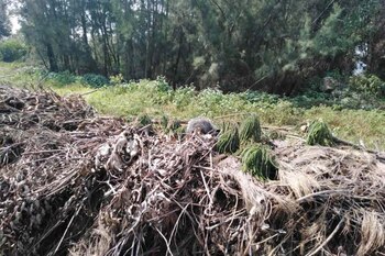 El tlacuache fue liberado en una reserva ecológica (Foto: SSPC)