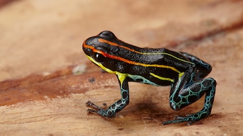 Dendrobátidae o rana venenosa de