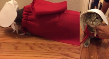 Gunter tiene una gata, Luna,