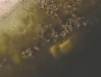 El automóvil estaba recubierto de