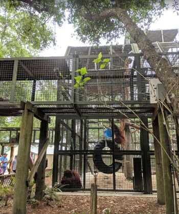 Santuario Center of Great Apes