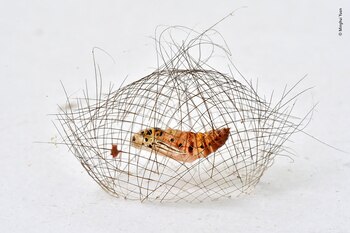 Un capullo de una pupa