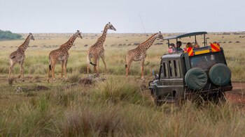 El Sistema de Lagos de Kenia en el Gran Valle del Rift es el mejor lugar para observar la vida silvestre, con guepardos, jirafas, rinocerontes negros y algunas de las diversidades de aves más complejas del mundo