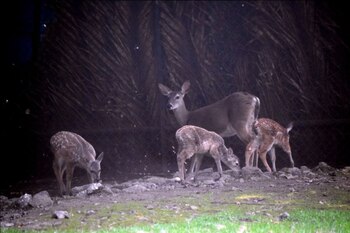 (Foto: Cortesía Secretaría del Medio