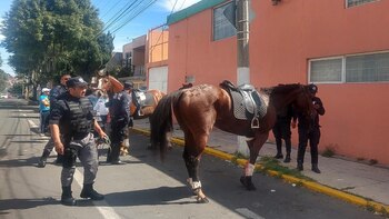 Los equinos fueron controlados por