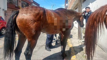 El equino que se impactó