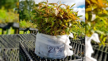 Pomera Maderas, empresa foresto-industrial de