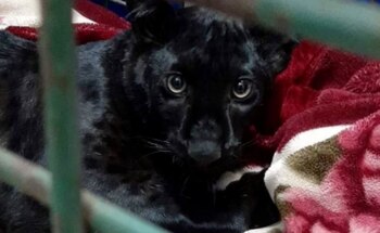 El felino fue capturado sin