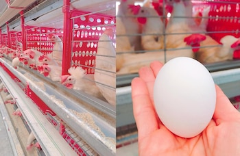 La granja de Violeta Lo