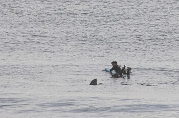 Joe Mault fotografió la escena