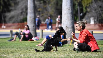 Los perros también formaron parte